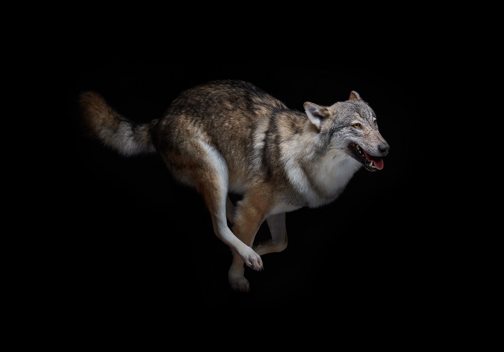 Wolf © Gregor Braendli