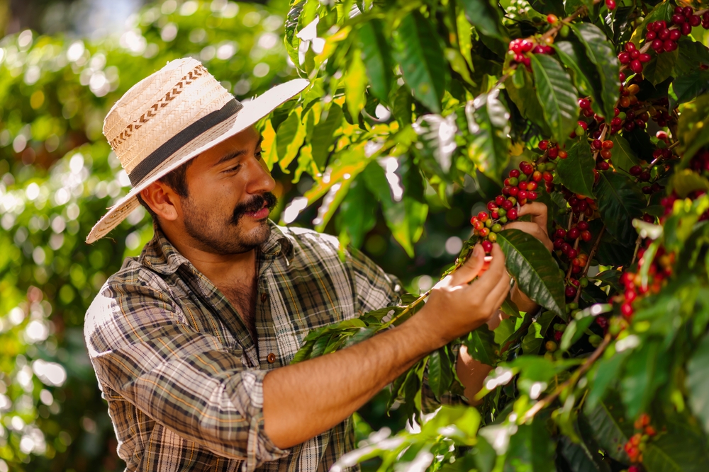 Farmer,Picking,Arabica,Coffee,Beans,On,The,Coffee,Tree.