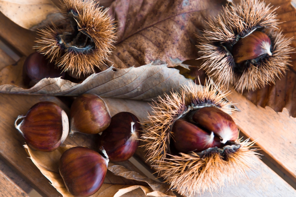 Herbstzeit ist Maronizeit 